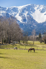Idyllic landscape in the Alps with fresh green meadows  and horses . snowcapped mountain tops in the background