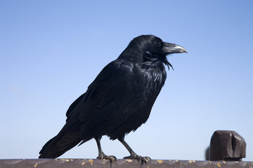 Rabenkrähe (Corvus corcus)