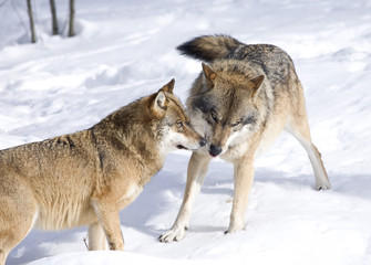 2 Wölfe (Canis lupus) im Schnee beschnuppern sich, Nationalpark Bayerischer Wald 