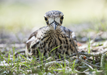 Australian Curlew Bird looking intently at camera