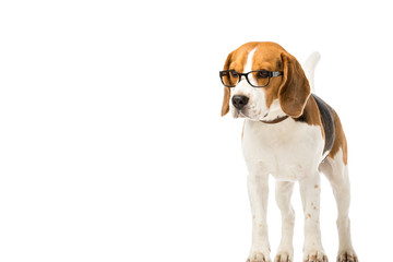 adorable beagle dog wearing eyeglasses isolated on white