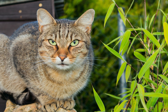 Brown cat with green eyes. Brown cat on green grass. Brown cat. Brown cat portrait.