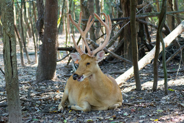 brown deer sitting in jungle