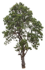 Obraz premium isolate tree with white background