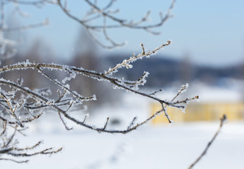 Frosty tree branches on a sunny winter day.