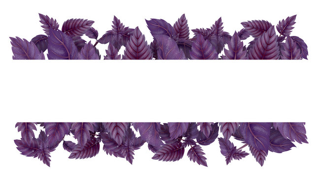 Illustration of red Basil in rectangle. Horizontal decoration with empty background in the middle. Illustration of leaves and branches for decoration.