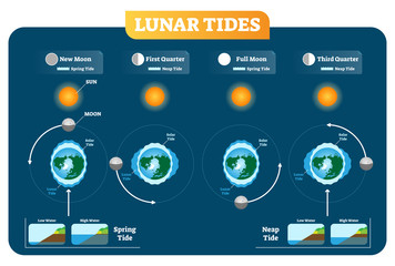 Lunar and Solar tides vector illustration diagram poster. Spring and Neap tide. - obrazy, fototapety, plakaty
