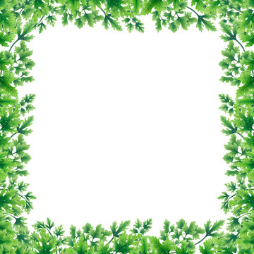 Green parsley leaves at the borders in the square of the illustration. Inside an empty white background.