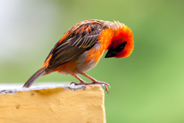 A small red local bird on the Seychelles