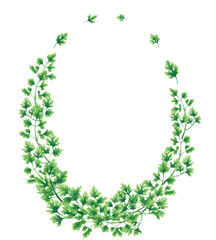 Oval wreath of parsley leaves and branches isolated on white background.