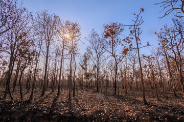 The forest was burned, Perennial trees fallen leaves The ground contains leaves of ash and branches.