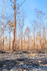 The forest was burned, Perennial trees fallen leaves The ground contains leaves of ash and branches.