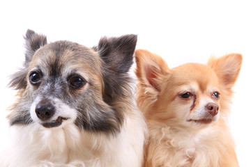 Obraz premium two chihuahua isolated