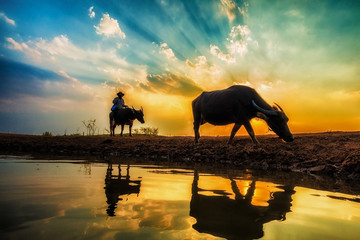 Fototapeta na wymiar farmer and buffalo with beautiful sunset background