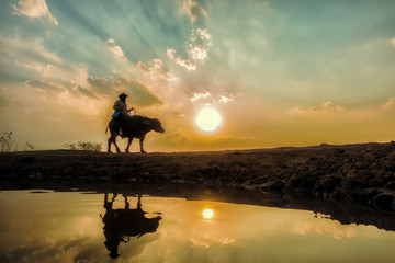 farmer and  buffalo with beautiful sunset background