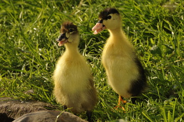 Duckling on the grass