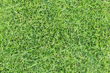 Grass field texture for golf course, soccer field or sports background concept design. Natural grass.