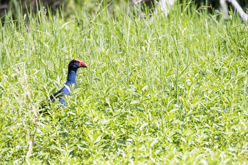 Hidden Swamphen walking in the marsh