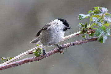 Chickadee on spring on the branch with green leaves ....