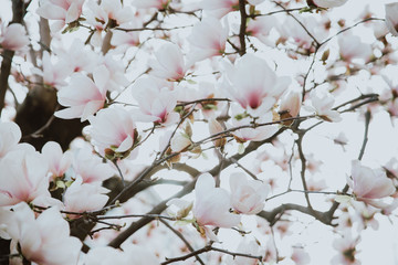 Beautiful magnolia flowers during spring time