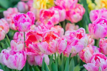 Obraz premium bright pink blooming tulips, floral background