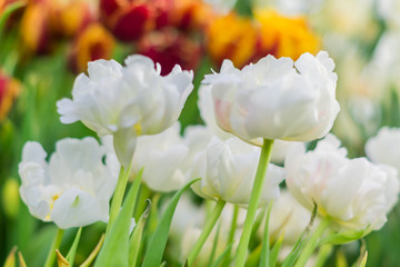 floral background of white tulips