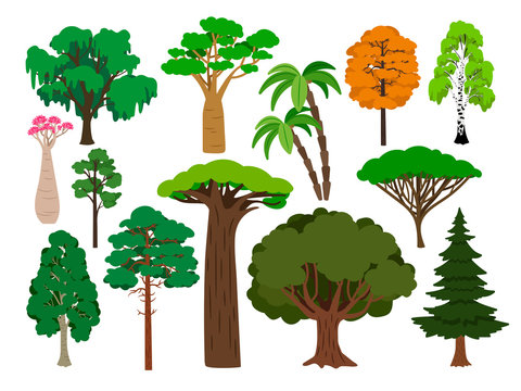 Cartoon trees. Vector green tree set, brachychiton and rowan, palm and willow, maple and poplar