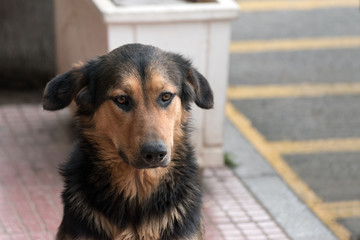 Portrait of a sad homeless dog