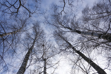 view from below on a spring blue sky through birch trees