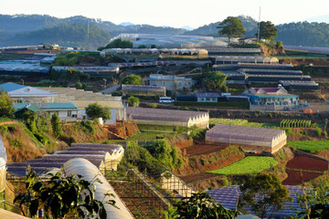 Fototapeta na wymiar terraced field at Da Lat agricultural area