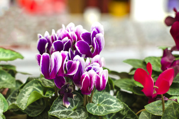 Cyclamen home care