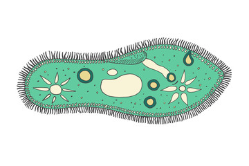 Infusoria slipper vector illustration. Dirt and germs.