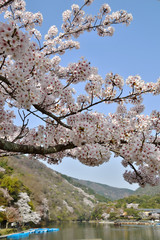 京都嵐山の桜