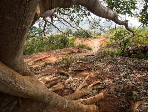 Sacred banyan tree in Shan State, Myanmar