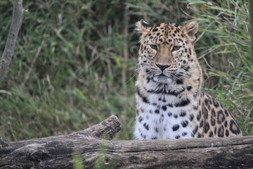 Fototapeta na wymiar Le léopard du zoo