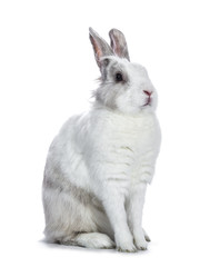 Cute white with grey shorthair bunny sitting side ways  isolated on white background looking at...