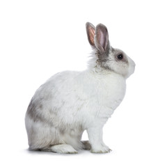 Cute white with grey shorthair bunny sitting side ways  isolated on white background looking to the side