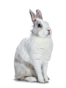 Cute white with grey shorthair bunny sitting side ways  isolated on white background looking at camera