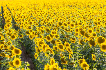 Obraz premium Big sunflower field