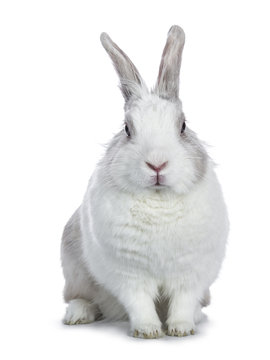 Cute white with grey shorthair bunny sitting up facing camera isolated on white background