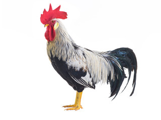rooster isolated
