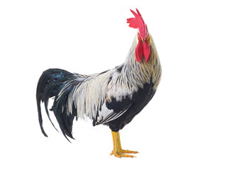 rooster isolated © fotomaster