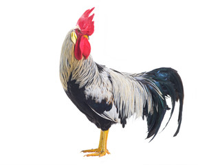 rooster isolated