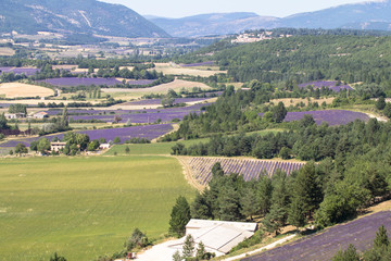 Fototapeta na wymiar Big lavender fields in Provence, France