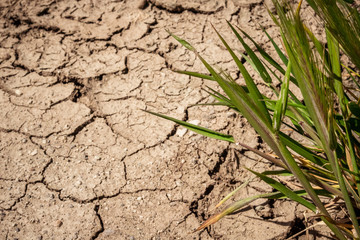 Cracks the drought in Spain's dry fields. Mud barren.