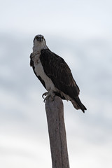Osprey (Pandion haliaetus) sitting on a wooden pole on the Caribbean coast of Mexico