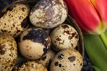 Quail eggs in the nest