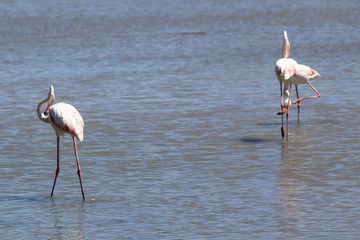 Flamingos in the water