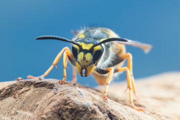 Closeup of dangerous and  poisonous Vespula germanica wasp