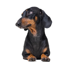  adorable dog breed dachshund, black and tan, lying on white background.